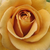 Yellow - Bed and borders rose - grandiflora - floribunda - Honey Dijon